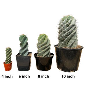 Spiral Cactus | Rooted Cactus | Cereus Forbesii Spiralis | Tornado Cactus | Live Cactus Plant | Rare Plant | Rare Cactus | Rare Succulent