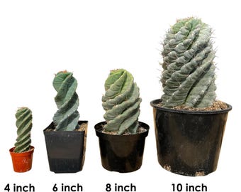 Spiral Cactus | Rooted Cactus | Cereus Forbesii Spiralis | Tornado Cactus | Live Cactus Plant | Rare Plant | Rare Cactus | Rare Succulent