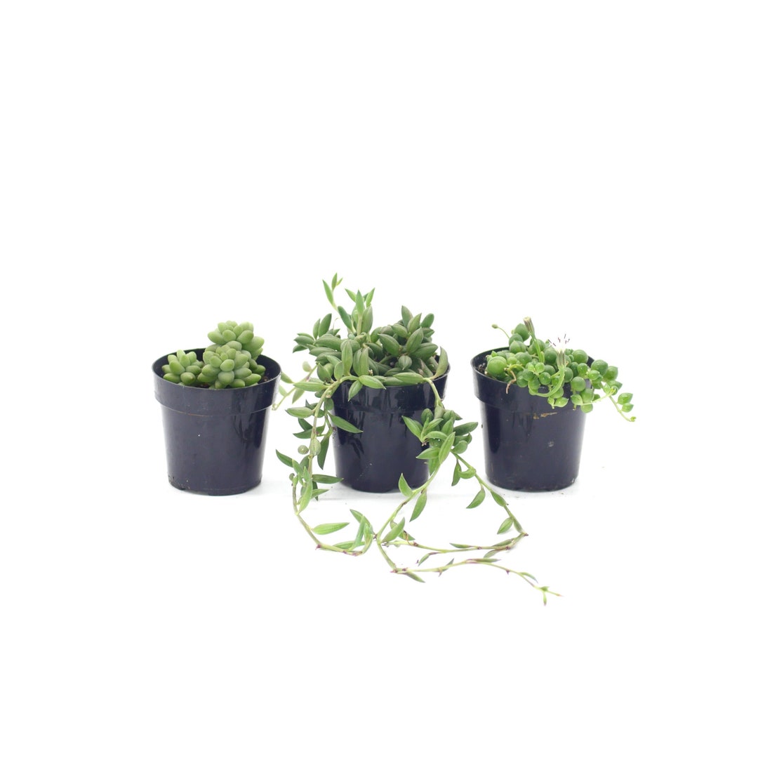 Hanging Plant Variety 3 Pack Small Live Hanging Plant House Plant