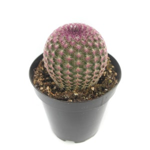 May include: A small, round cactus with pink and green spines in a black plastic pot. The cactus is a popular houseplant.