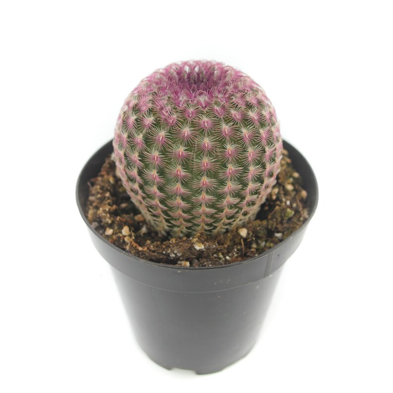 May include: A small, round cactus with pink and green spines in a black plastic pot. The cactus is a popular houseplant.