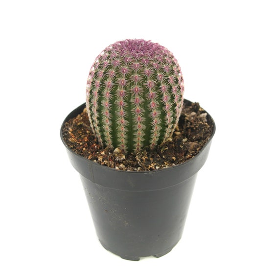 Rainbow Hedgehog Cactus | 2.5 inch | Echinocereus Rigidissimus | Rare Cactus | Live Cactus Plant | House Plant | Succulent | Rare Plant