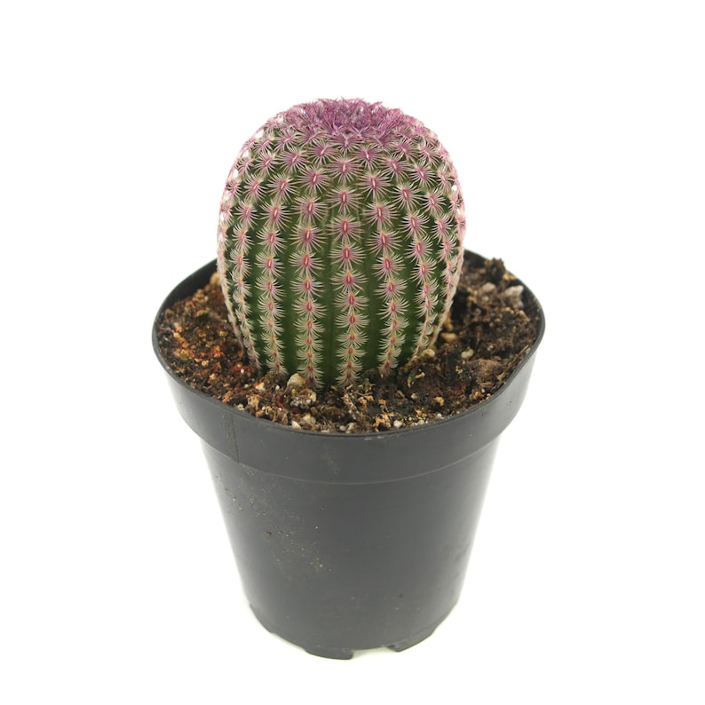 May include: A small, round cactus with green and pink spines in a black plastic pot. The cactus is a popular houseplant.