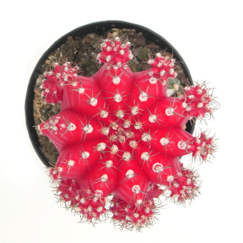 Moon Cactus Red 2.5 inch Gymnocalycium Mihanovichii Live Cactus Plant Small Cactus House Plant Succulent Indoor Plant image 2