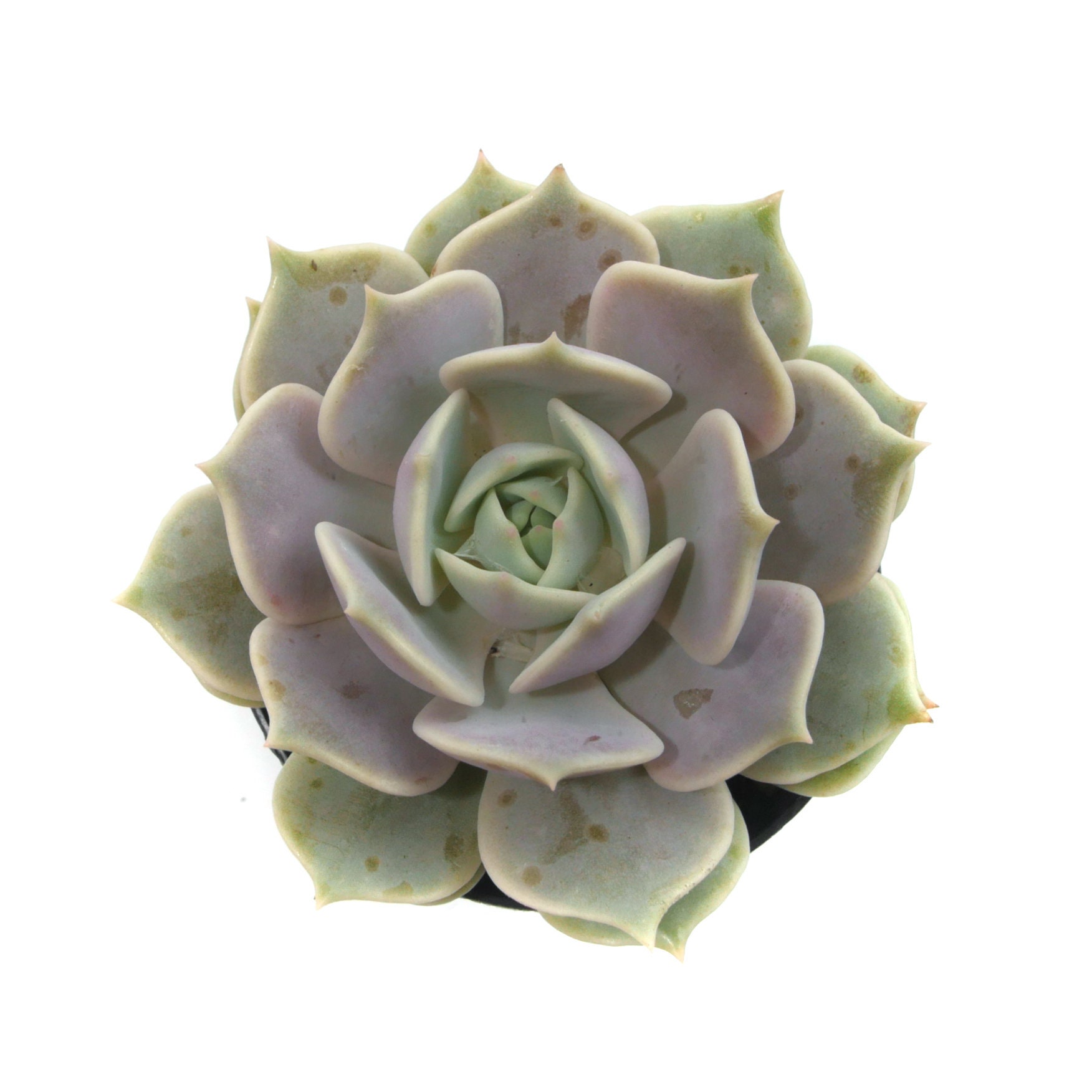 House Plant 3.5 inch Echeveria Lola Lola Pink Rosette Small Succulent Indoor Plant Live Succulent Plant Succulent House Plant 3.5 inch Echeveria Lola Lola Pink Rosette Small Succulent Indoor Plant Live Succulent Plant Succulent