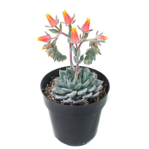Minima | Small | Echeveria Minima | Live Succulent Plant | Mini Succulent | House Plant | Succulent | Indoor Plant | Rosette Succulent