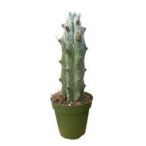 May include: A tall, green cactus with a textured surface and brown spines, planted in a small green pot. The cactus has a unique, segmented shape and a light, powdery coating. The pot contains soil and is set against a white background.