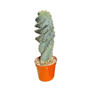Spiral Cactus | 4 inch Pot Size | Rooted Cactus | Cereus Forbesii Spiralis | Tornado Cactus | Live Cactus Plant | Rare Cactus