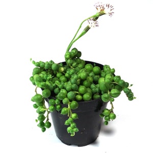 String of Pearls 3.5 inch Senecio Rowleyanus Live Hanging Plant House Plant Succulent Indoor Plant Hanging Succulent image 3