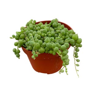 String of Pearls | 4 inch | Senecio Rowleyanus | Live Hanging Plant | House Plant | Succulent | Indoor Plant | Hanging Succulent
