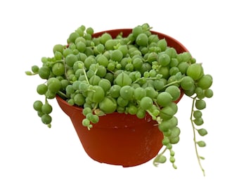 String of Pearls | 4, 6 inch | Senecio Rowleyanus | Live Hanging Plant | House Plant | Succulent | Indoor Plant | Hanging Succulent