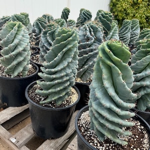 Spiral Cactus | 6, 8, 10 inch pot | Extra Large Cereus Forbesii Spiralis | Tornado Cactus | Live Cactus Plant | Rare Cactus Plant | Rooted
