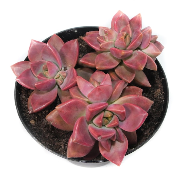 California sunset | 3.5 inch | Graptosedum California Sunset | Live Succulent Plant | House Plant | Succulent | Indoor Plant | Red Succulent