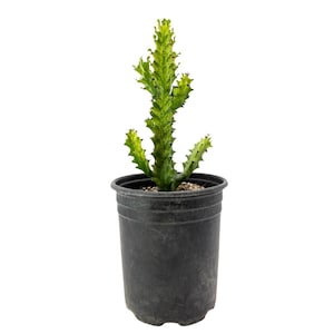 künstlicher weihnachtsbaum ständer Salcar 60cm/90cm PVC Künstlicher Weihnachtsbaum mit Ständer – Schneller  Aufbau, Dekoration – sekeymall main image 0
