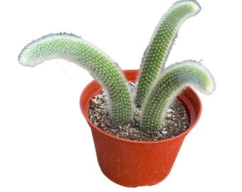 Monkey Tail Cactus - Etsy