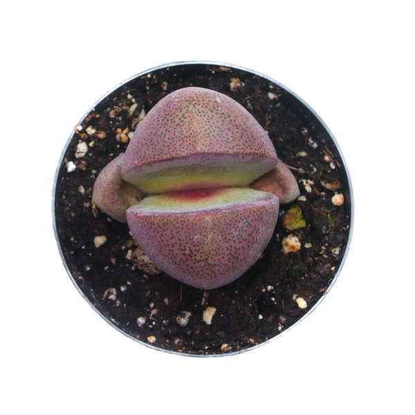 Royal flush | 2.5 inch | Split Rock | Pleiospilos Nelii | Live Mimicry Plant | Live Succulent | House Plant | Succulent | Indoor Plant