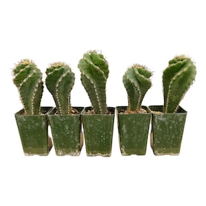 Spiral Cactus | 2.5 inch Pot Size | Small Spiral Cavtus | Cereus Forbesii Spiralis | Tornado Cactus | Live Cactus Plant | Rare Cactus