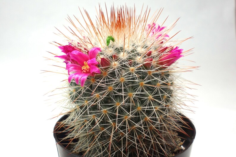 Red Headed Irishmen 2 inch Spiny Pincushion Mammillaria | Etsy
