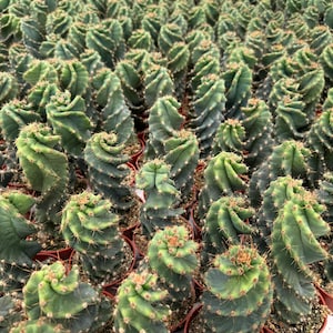 May include: A close-up view of a large collection of small, green, spiral cactus plants in brown pots. The cactus plants are arranged in rows and are all growing in the same direction.