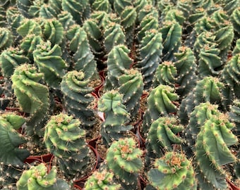 Spiral Cactus | 2.5 & 4 inch Pot Size | Rooted Cactus | Cereus Forbesii Spiralis | Tornado Cactus | Live Cactus Plant | Rare Cactus
