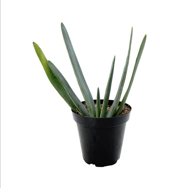 Fan Aloe | 3.5 inch | Aloe Plicatilis