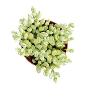 Op de afbeelding: Bovenaanzicht van een vetplant in een bruine pot. De plant heeft lichtgroene, ovale bladeren met roodbruine punten. De bladeren zijn dicht opeengepakt, waardoor ze vol lijken. De pot staat tegen een witte achtergrond.