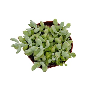 Op de afbeelding: Bovenaanzicht van een vetplant in een kleine, bruine plastic pot. De plant heeft lichtgroene, ovale bladeren met roodachtige punten. De bladeren zijn dicht opeengepakt, wat een volle uitstraling geeft. Op een witte achtergrond.