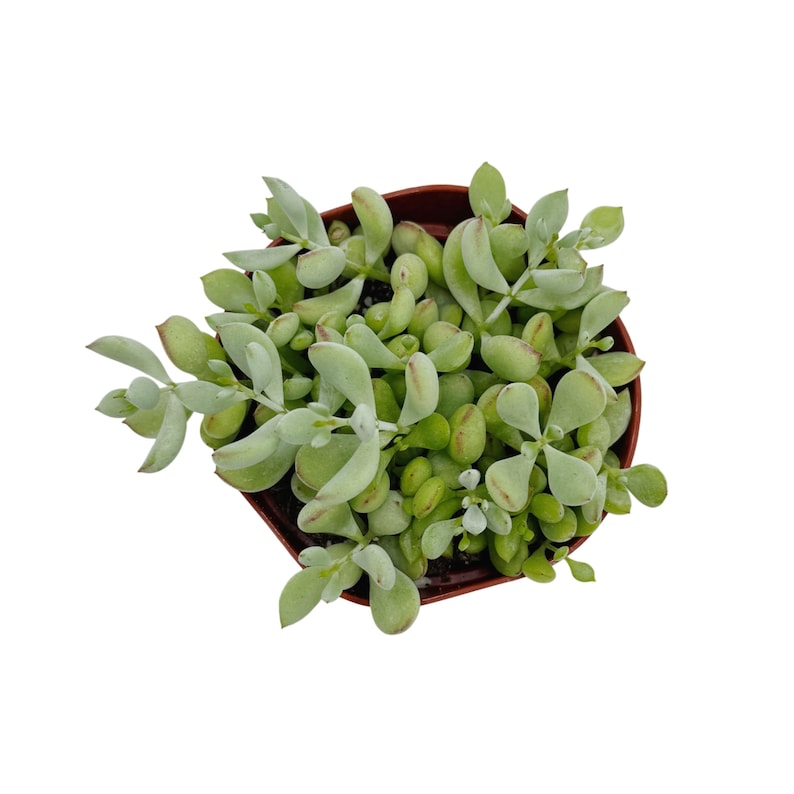 Op de afbeelding: Bovenaanzicht van een vetplant in een kleine, bruine plastic pot. De plant heeft lichtgroene, ovale bladeren met roodachtige punten. De bladeren zijn dicht opeengepakt, wat een volle uitstraling geeft. Op een witte achtergrond.