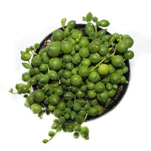 String of Pearls 3.5 inch Senecio Rowleyanus Live Hanging Plant House Plant Succulent Indoor Plant Hanging Succulent image 2