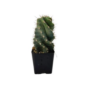 May include: A spiral-shaped cactus with a blue-green hue, planted in a small black square pot. The cactus has sharp, light-colored spines along its ridges. The plant is a unique addition to any indoor or outdoor space.