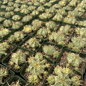 Euphorbia Meloformis Variegata | 3.5 inch Branching | Live Plant | Rare Euphorbia | Variegated Euphorbia | Rare Plant | Rare Succulent