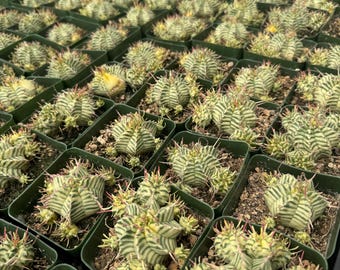 euphorbia trigona variegata Euphorbia trigona 'Variegata' 5