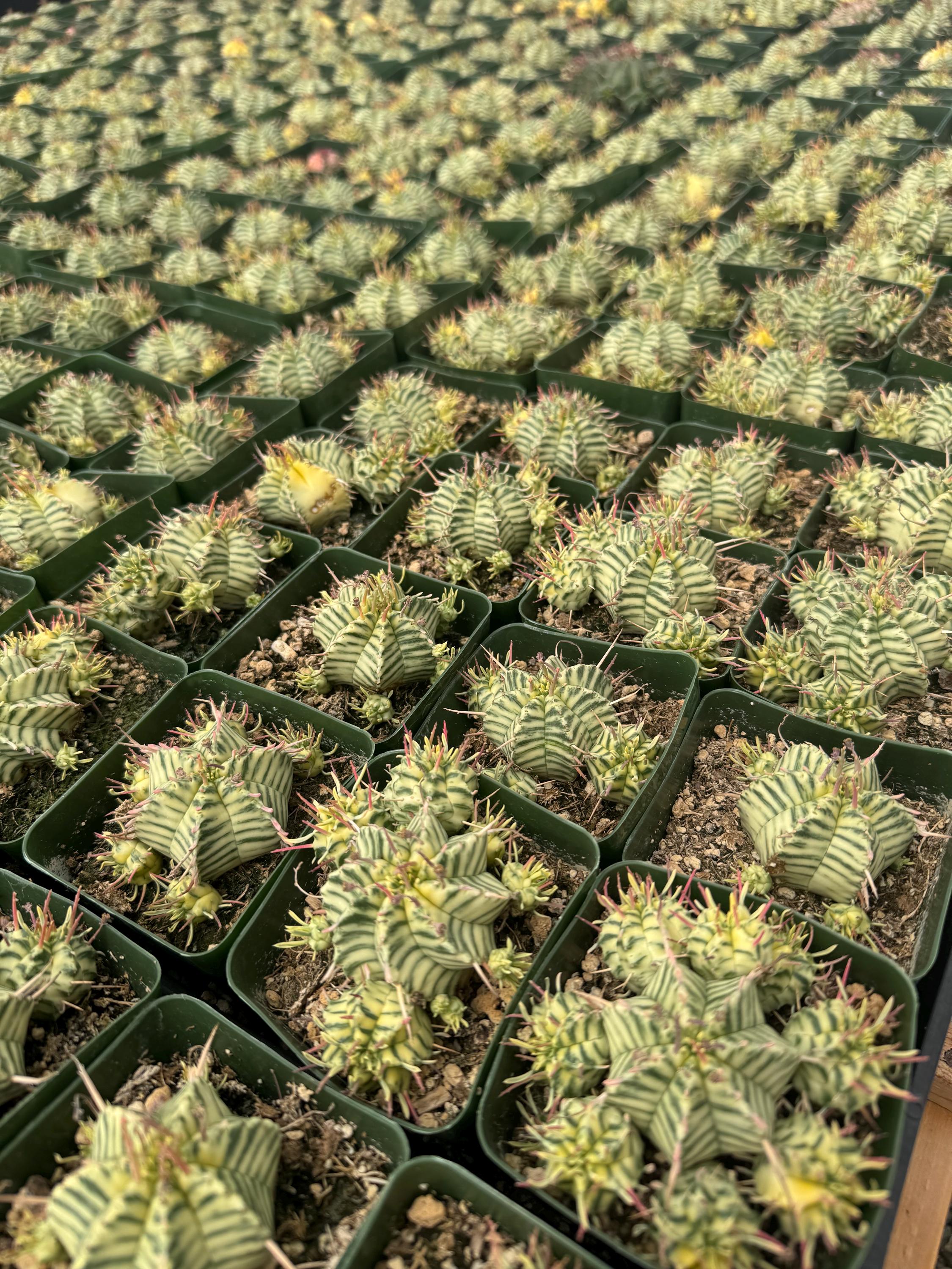 Euphorbia Meloformis Variegata | 3.5 inch Branching | Live Plant | Rare  Euphorbia | Variegated Euphorbia | Rare Plant | Rare Succulent