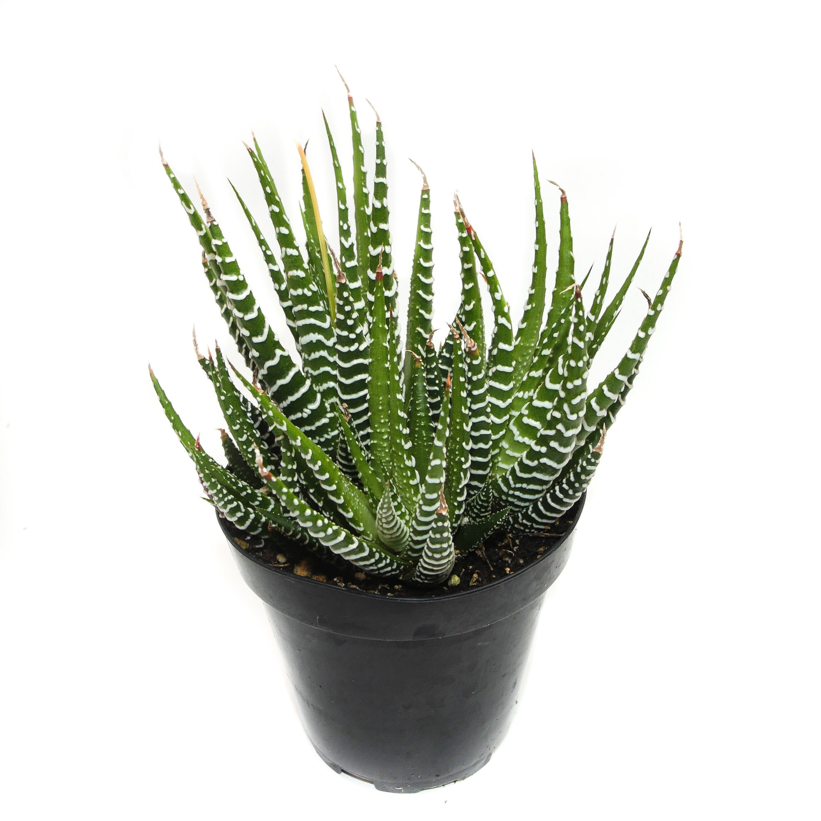Zebra Plant | 3.5 inch | Zebra Haworthia | Haworthia Fasciata | Live …