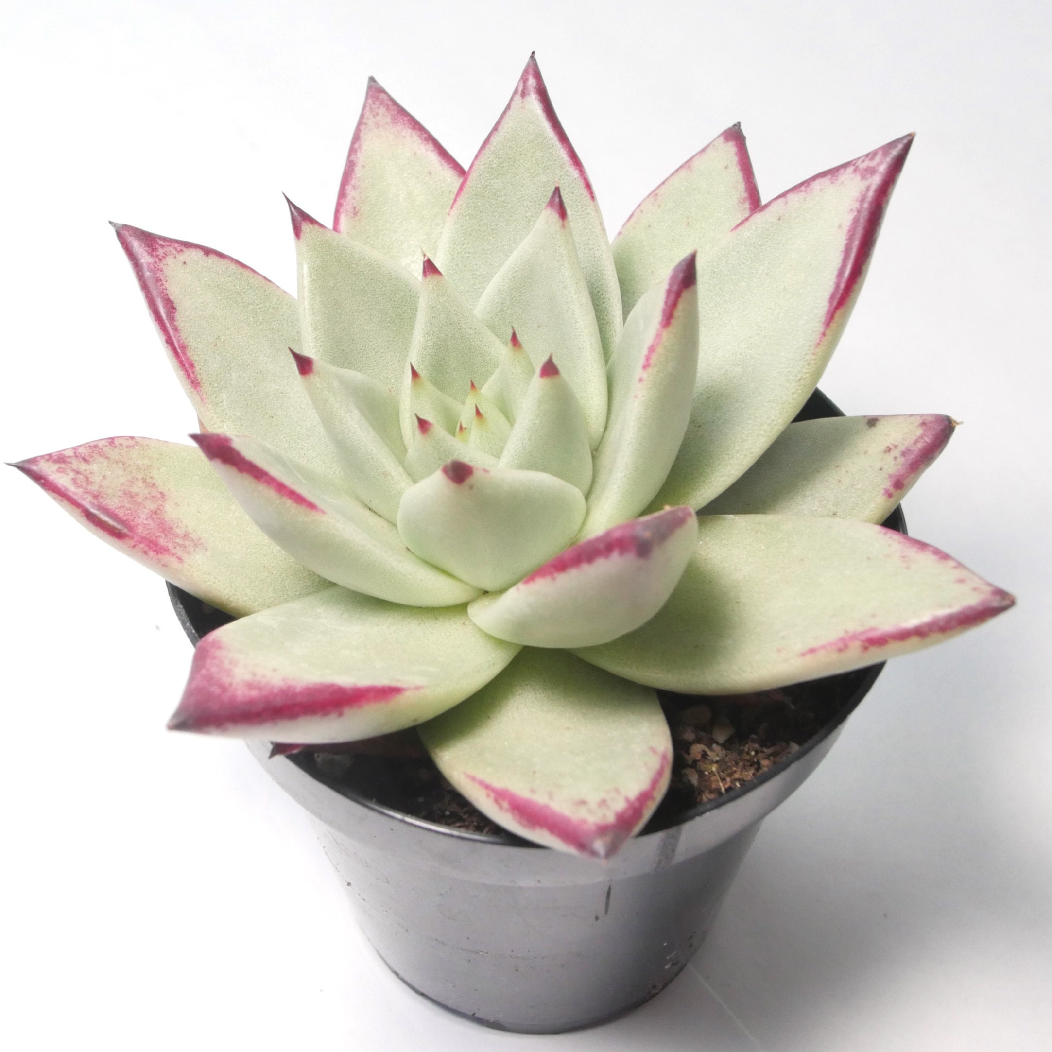 Red Lipstick Plant 3.5 Inch Lipstick Echeveria Echeveria Etsy