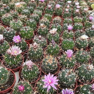Brain Cactus | 2.5 inch | Stenocactus crispatus | Rare Cactus | Live Cactus Plant | House Plant | Succulent | Rare Plant | Flowering Cactus