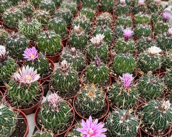 Brain Cactus | 2.5 inch | Stenocactus crispatus | Rare Cactus | Live Cactus Plant | House Plant | Succulent | Rare Plant | Flowering Cactus