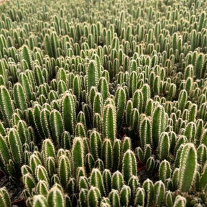 Fairy Castle Cactus | 4 inch Pot | Acanthocereus tetragonus monstrose | Small Cactus | Live Cactus | House Plant | Indoor Plant | Cute Cacti