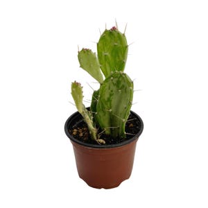 May include: A potted cactus with green and white variegated pads and sharp spines. The cactus has small pink flowers and is planted in a brown plastic pot. The plant is a vibrant addition to any indoor or outdoor space.