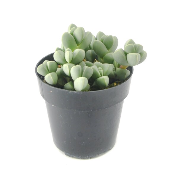 Ice Plant 2 5 Inch Corpuscularia Lehmannii Live Mimicry Etsy