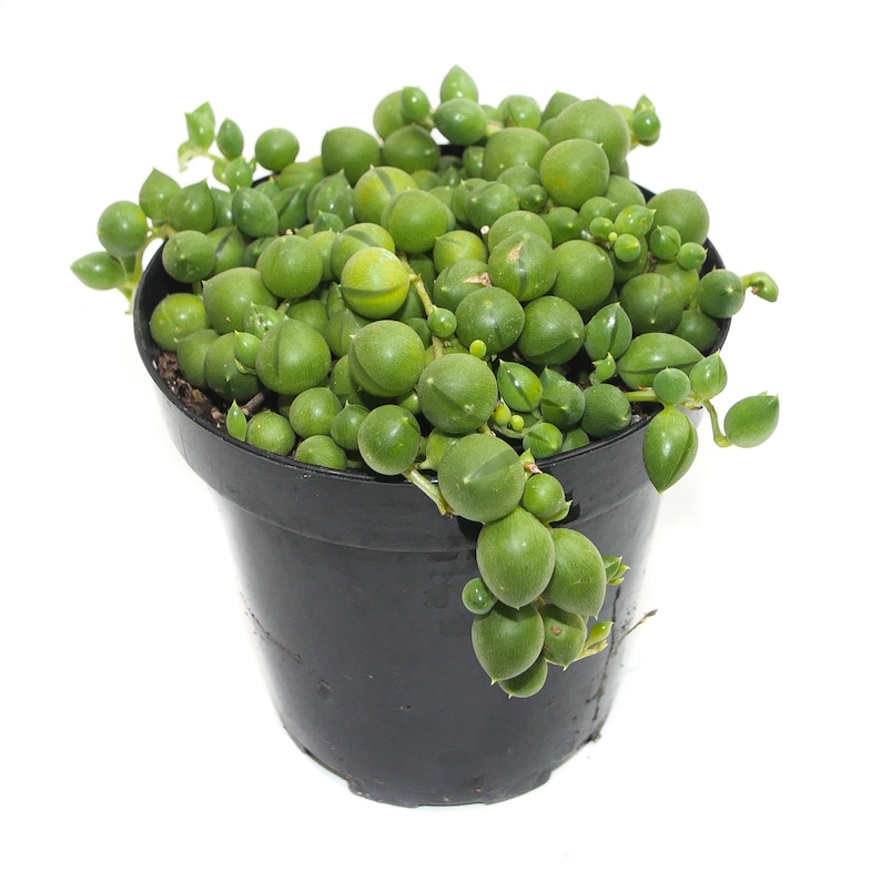 String of Pearls 3.5 inch Senecio Rowleyanus Live Hanging Plant House Plant Succulent Indoor Plant Hanging Succulent image 1