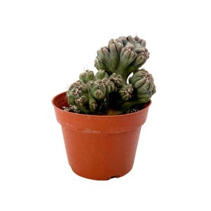 Ming Thing Cactus | 4, 6 inch | Cereus Forbesii Monstrose | Monstrose Cactus | Live Cactus Plant | House Plant | Succulent | Indoor Plant
