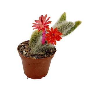 May include: A small potted cactus with vibrant red flowers. The cactus has green, spiky stems and is covered in white, fuzzy hairs. The flowers are a bright red-orange color and are in full bloom. The pot is a simple brown plastic container.