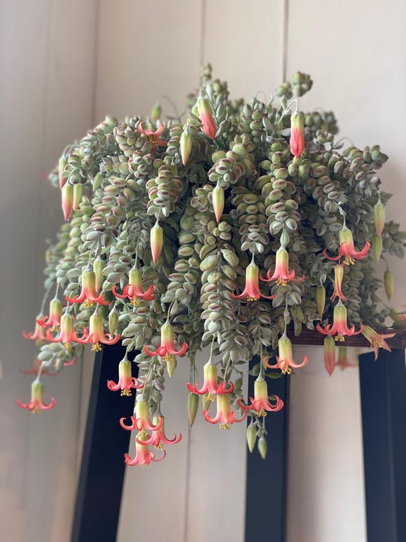 Cliff Cotyledon | 4-6 inch | Cotyledon Pendens | Live Hanging Plant | Houseplant | Rare Plant | Hanging Succulent | Flowering Succulent