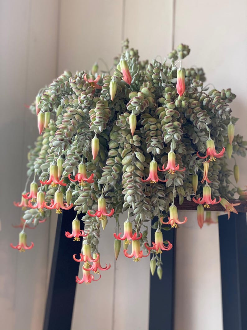 Cotyledon pendens full bloom. Copyright Lazy Gardens 2021.