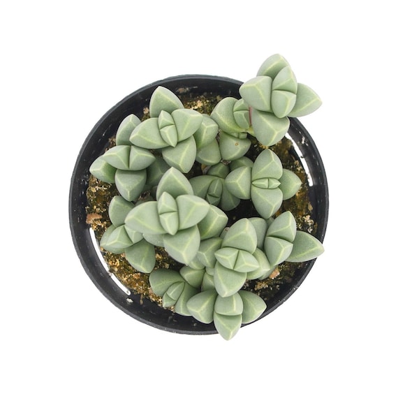 Ice Plant 2 5 Inch Corpuscularia Lehmannii Live Mimicry Etsy