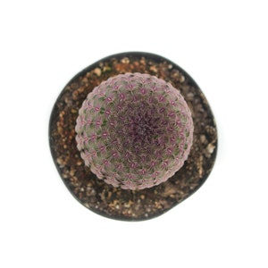 May include: A small, round cactus with a purple and green color pattern. The cactus is potted in a black plastic pot.