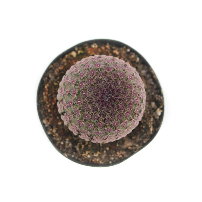 May include: A small, round cactus with a purple and green color pattern. The cactus is potted in a black plastic pot.