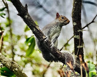 Squirrel Design PicturePhoto Frame Portrait Or Landscape 6x4 Nature Gift 343
