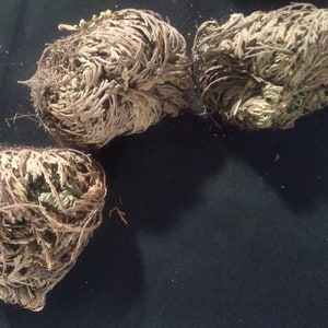 Blessed Rose of Jericho